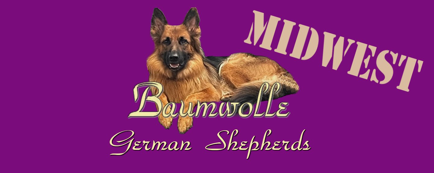 Baumwolle Midwest German Shepherd Puppies for sale in Kansas City Fort Leonard Wood Missouri Tulsa Oklahoma