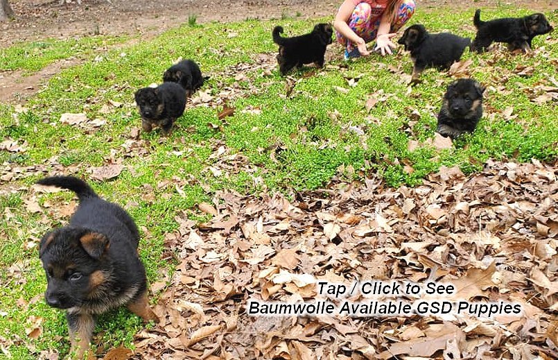 Baumwolle German Shepard Puppies are pure black and red short long coat big boned and healthy